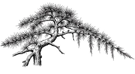 Ink Sketch: Ancient Pine's Resilience