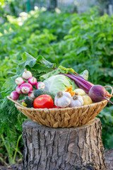 Fresh Organic Vegetables in Basket