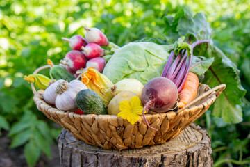Fresh Organic Vegetables in Basket