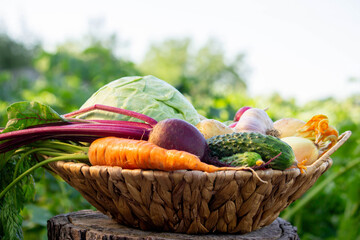 Fresh Organic Vegetables in Basket