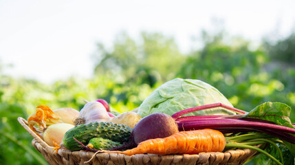 Fresh Organic Vegetables in Basket