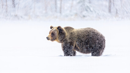 Obraz premium A bear walks slowly through deep snow in a tranquil forest on a peaceful winter day. Snowflakes gently fall around as the bear explores its snowy surroundings, showcasing its thick fur coat