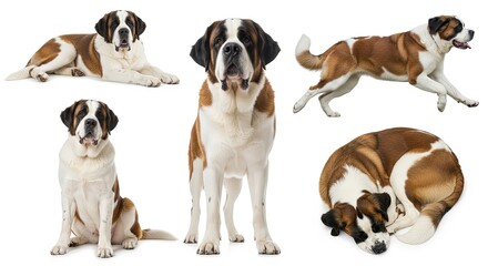 Saint Bernard dog in various poses on white background  