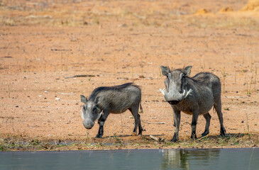 Photo of mother and baby warthogs at a waterhole, wildlife game drive in Namibia, Africa