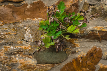 Green plant growing through cracks in an old stone wall showcasing resilience and natural beauty