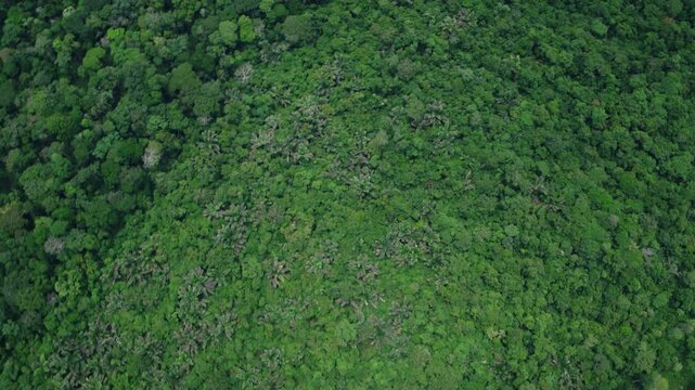 Congo &ndash; 4K Cinematic Drone Aerial of Northern Rainforest with Rivers and Pristine Wilderness