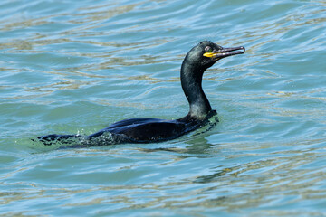 European shag (Gulosus aristotelis) common on rocky coasts and cliffs Ireland’s Eye Howth Dublin