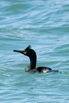 European shag (Gulosus aristotelis) common on rocky coasts and cliffs Ireland&rsquo;s Eye Howth Dublin