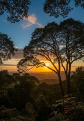 Obraz premium Golden hour in the forest illuminating the silhouette of trees and landscape view