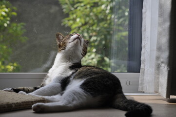 A blissful tabby cat lies on a sunlit wooden floor, its head tilted back with eyes closed. This serene scene captures a moment of pure joy and contentment at home.