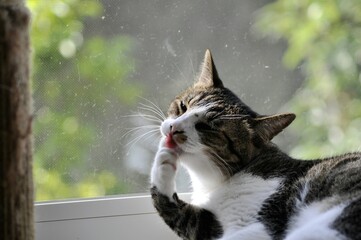 Close-up of a tabby and white cat grooming by licking its paw near a window. Natural light...