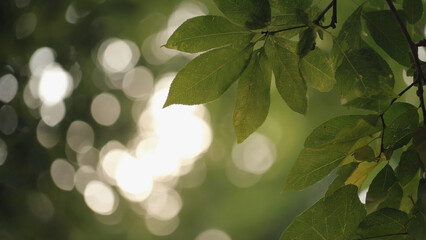 Blured Green Bokeh Background From Nature