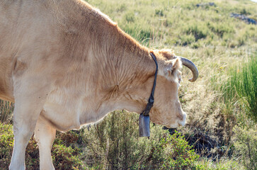 Rural Life concept with a brown cow wearing a cowbell in a field