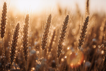 Golden wheat ears in field backlit by warm sunset sunlight, close-up macro detail
