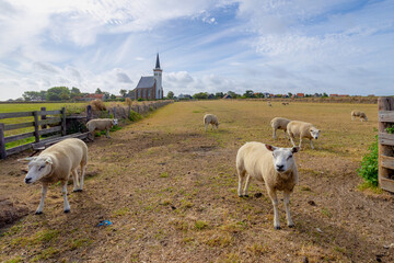Typical landscape of Texel island in summer, A flock of sheep on polder, Picturesque church...