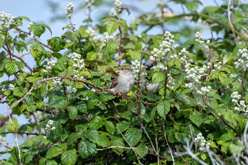 Juvenile house sparrow (Passer domesticus) common in urban areas worldwide Bull Island Dublin