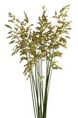 Meadow bluegrass on a pale background. A spikelet with seeds of a perennial cereal plant. The most valuable grass plant.