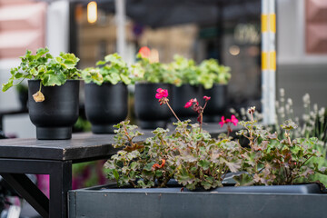 Arrangement of decorative plants in black pots on table outdoors, symbolizing home gardening,...