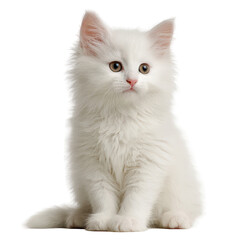 Obraz premium Adorable Fluffy White Kitten Sitting on Transparent Background