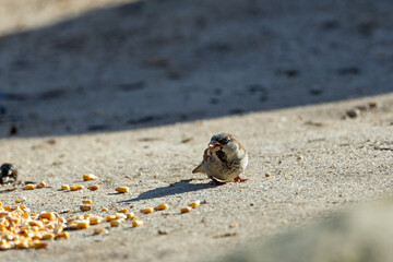 Male house sparrow (Passer domesticus) common in towns and cities worldwide Bull Island Dublin