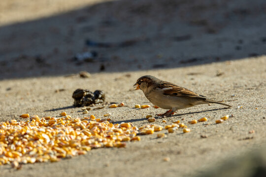 Male house sparrow (Passer domesticus) common in towns and cities worldwide Bull Island Dublin
