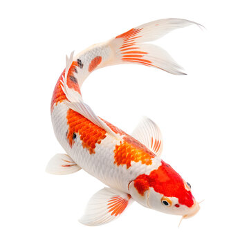 A beautiful orange and white Koi fish, with its body gracefully curved, is presented isolated on a clean transparent background.