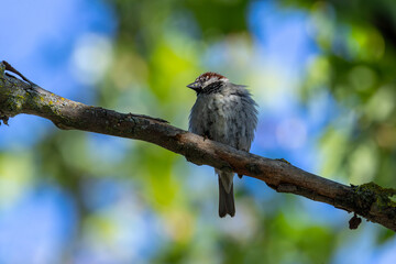 Male house sparrow (Passer domesticus) common in towns and cities worldwide Bull Island Dublin