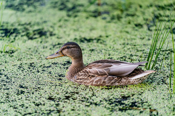 Duck resting on green pond surface surrounded by reeds and floating plants, evoking themes of harmony, balance, coexistence, natural beauty, stillness, and connection to living ecosystems