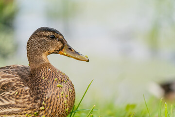 Duck resting in green grass close to pond, showing details of beak and feathers, representing outdoor wildlife, bird watching, animal habitats, ecological awareness and natural lifestyle scenes