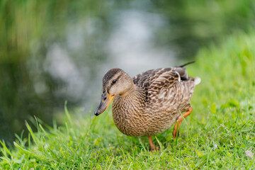 Wild brown duck standing on green grass near pond edge, detailed view of feathers and beak, representing freshwater bird species, waterfowl habitats, wetland wildlife and ecological diversity