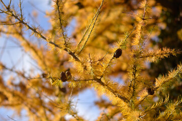 golden branches of European larch tree close up