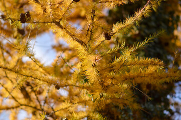 golden branches of European larch tree close up