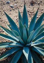 Desert's Sapphire Embrace