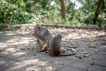 A mother Long-tailed macaque and her baby sit close together on the ground. The mother is eating while the infant watches, a tender wildlife moment.