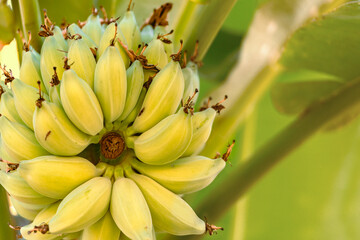 Bright yellow bananas on the tree bunch growing