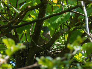 Wild bird nesting in a leafy tree.