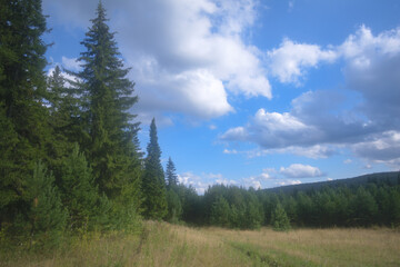 Summer meadow landscape with green grass and wild flowers on the background of a forest.