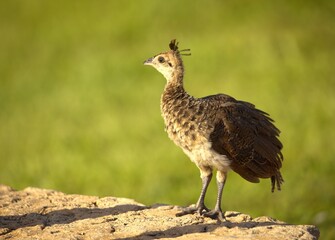 baby peacock in the rock 