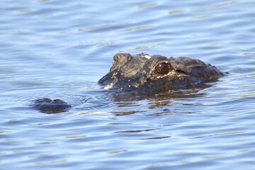 alligator in the water