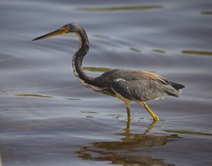 great blue heron