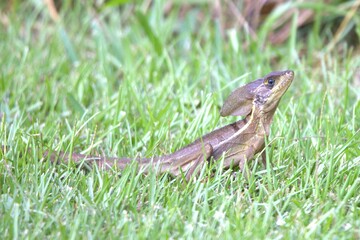 lizard on the grass