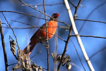 red cardinal bird on a branch