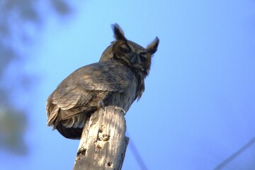 great horned owl