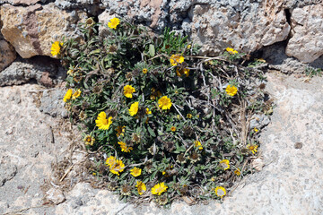 Flowers of Pallenis maritima growing wild on rocks, Mallorca island.