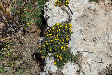 Flowers of Pallenis maritima growing wild on rocks, Mallorca island.