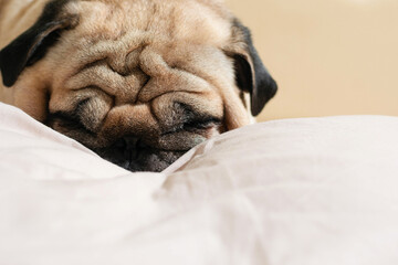 Sleeping pug resting on light pillow indoors