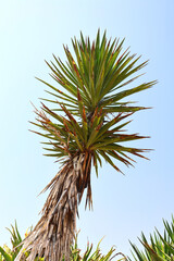High Yucca, Mallorca Island.