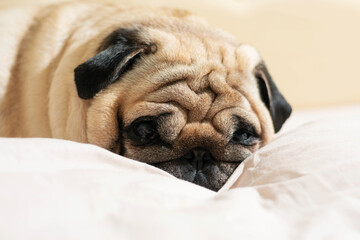 Pug lying on soft light surface indoors
