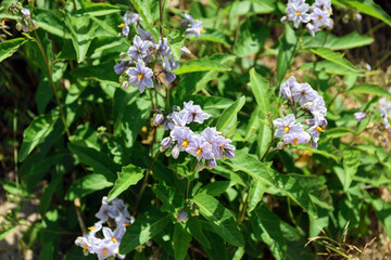 Flowers of a plant from the Solanaceae family.