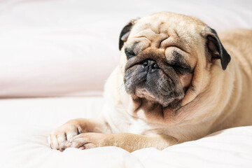 Sleeping pug on white bed closeup